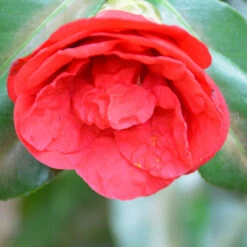 Camellia Flame-Showy Red Round Blooms 11 Camellia Flame-Showy Red Round Blooms -Pixies Gardens G433 14