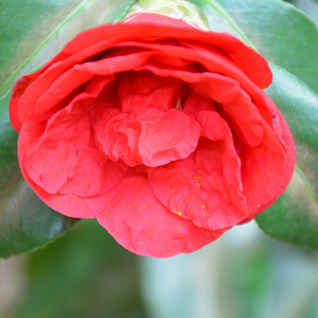 Camellia Flame-Showy Red Round Blooms 4 Camellia Flame-Showy Red Round Blooms - Image 4