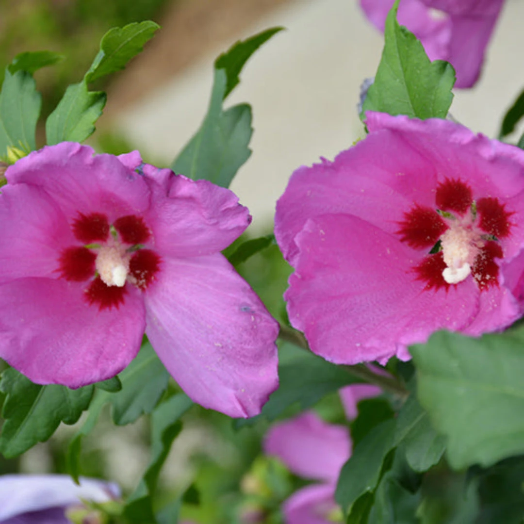 Double Pink Althea Rose Of Sharon Tree 2 Double Pink Althea Rose Of Sharon Tree - Image 2