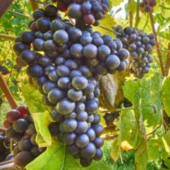 Glenora Blue Seedless Grapes -Pixies Gardens GLENORA SEEDLESS FINAL Shutterstock 2 67032
