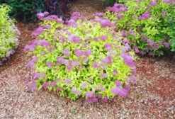 Goldmound Spirea
