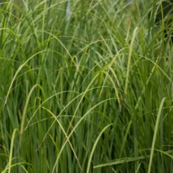 Sand Cord Grass 8 Sand Cord Grass -Pixies Gardens GSPAPEC A Cord Grass Seeds medium c2cf144d c78c 43e1 9f6f c41082f14388