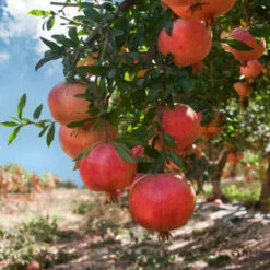 Bala Miursal Pomegranate - Cold Hardy Pomegranate -Pixies Gardens GUEST 540x 82472a1e d4e6 4d88 bbc6 39d17b18e835