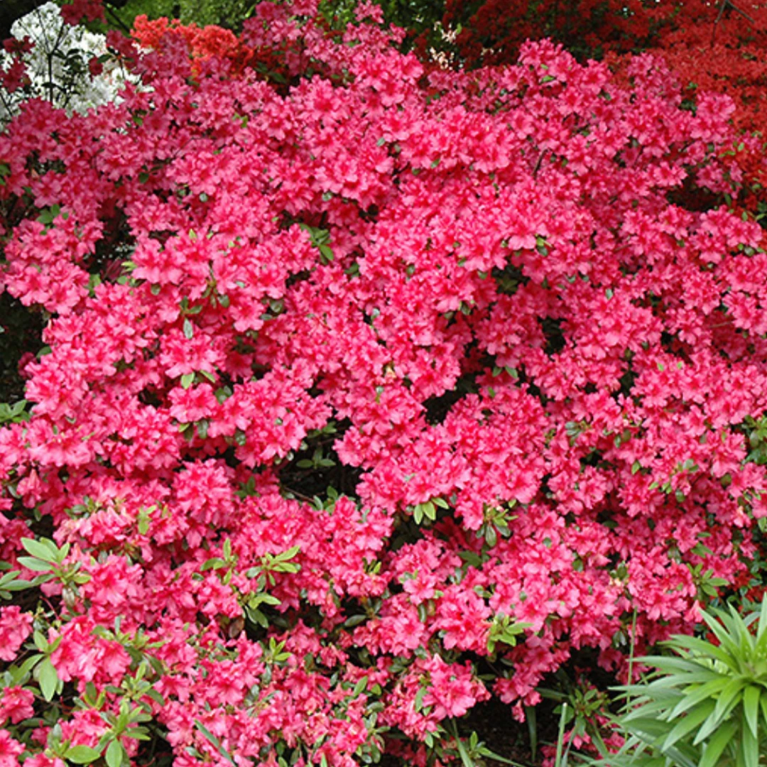 Girard's Rose Azalea 4 Girard's Rose Azalea - Image 4