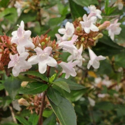 Abelia 'Glossy' Grandiflora, Dark Green Glossy Leaves With Fragrant Blooms -Pixies Gardens Glossy Abelia Abelia xgrandiflora