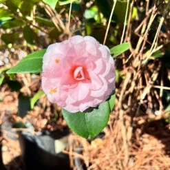 Camellia Goggy Japonica -Pixies Gardens GoggyCamellia 01 Custom