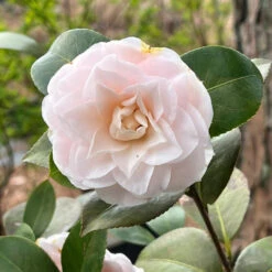 Camellia Goggy Japonica
