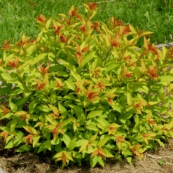 Goldflame Spirea -Pixies Gardens Goldflamespirea 04 Custom