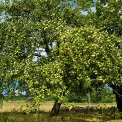 Granny Smith Apple Tree -Pixies Gardens Granny Smith apple 1082292e 40a6 4758 aee0 0a8d970e53d7 1