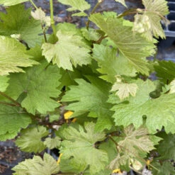 Chardonnay Grape Vine Shrub 12 Chardonnay Grape Vine Shrub -Pixies Gardens Grape Chardonnay 8920