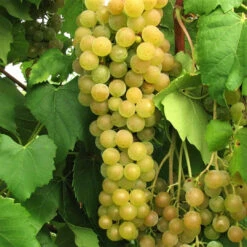 Himrod Seedless Grapes 9 Himrod Seedless Grapes -Pixies Gardens Grape Himrod Seedless grape square 990x990 1