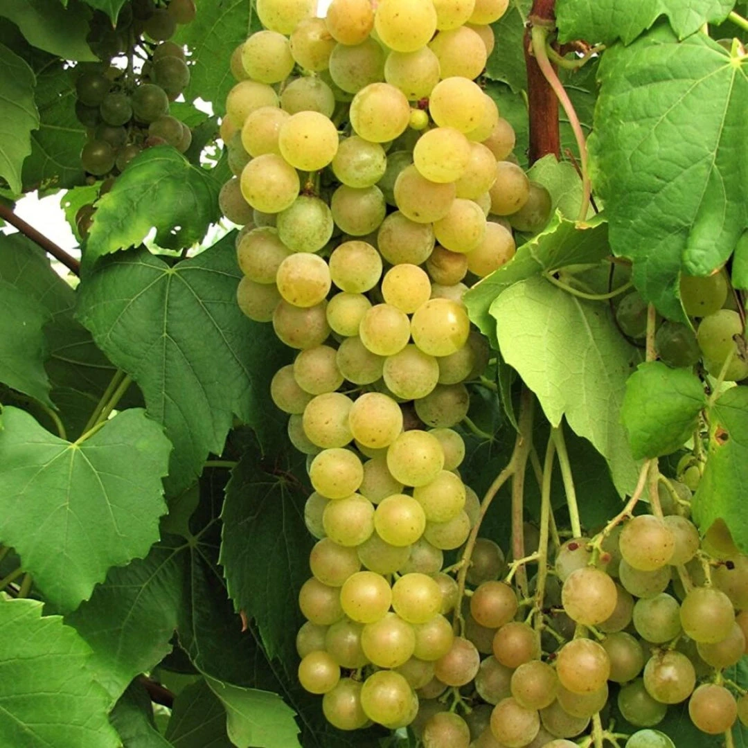 Himrod Seedless Grapes 3 Himrod Seedless Grapes - Image 3