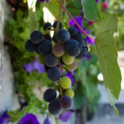 Fredonia Grape -Pixies Gardens Grape Fredoni 2 800x a66ce6c6 7ced 4353 a2af da8ff00e9da4
