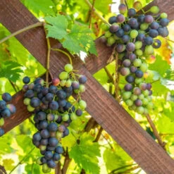 Champanelle Grape Vine