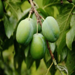 Green Gage Plum Tree Bears Large Crops Of Yellowish Green 11 Green Gage Plum Tree Bears Large Crops Of Yellowish Green -Pixies Gardens Green Gage Plums on the Tree