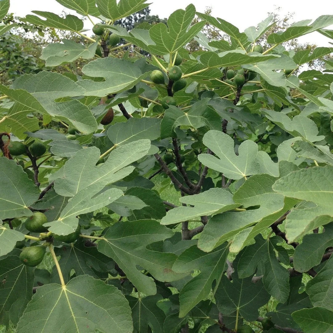Ischia Fig Tree 5 Ischia Fig Tree - Image 5