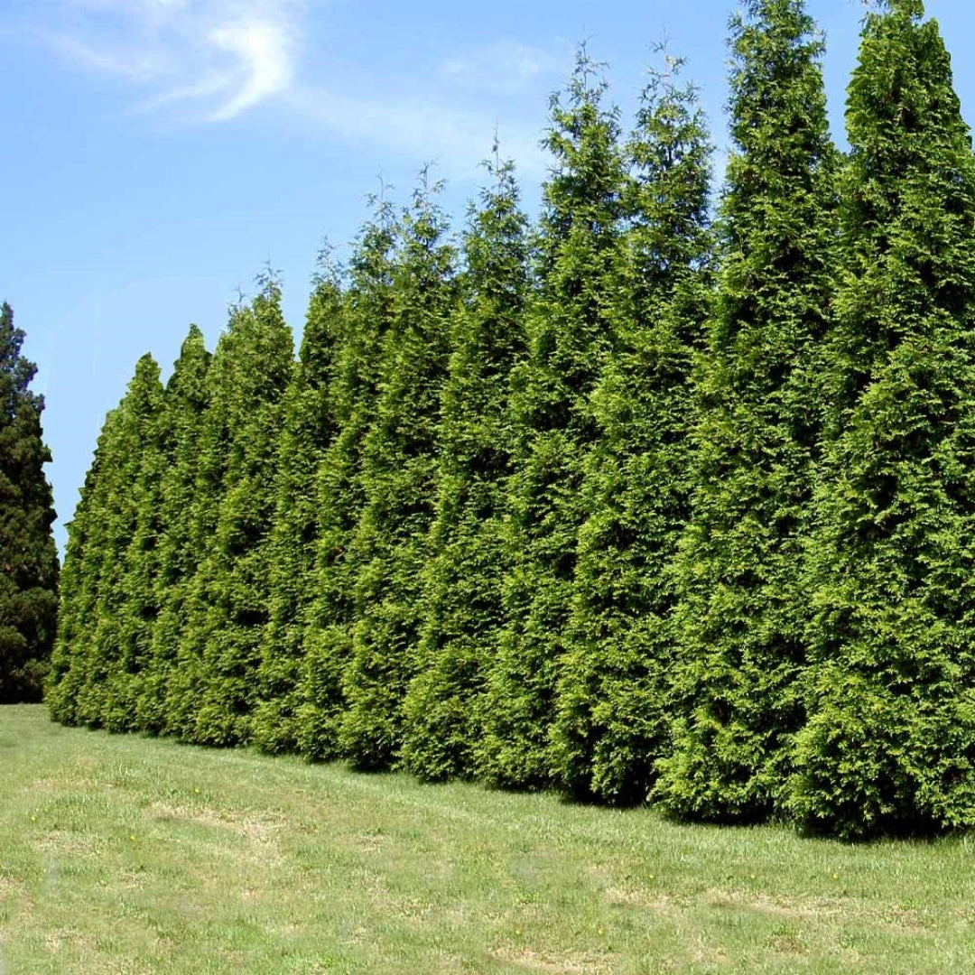 Green Giant Thuja Arborvitae Tree Makes Great Privacy Fence 2 Green Giant Thuja Arborvitae Tree Makes Great Privacy Fence - Image 2