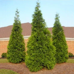 Green Giant Thuja Arborvitae Tree Makes Great Privacy Fence 8 Green Giant Thuja Arborvitae Tree Makes Great Privacy Fence -Pixies Gardens GreenGiantThuja 03 Custom