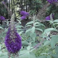 Griffin Blue' Butterfly Bush -Pixies Gardens Griffin Blue Butterfly Bush 3 Gallon Flower Plant Pixies Gardens aa2e5127 11eb 40d5 a6d7 cbe488bb165c.fae1264bd3e3d60f5613768bd4eef283