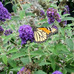 Griffin Blue' Butterfly Bush -Pixies Gardens GriffinBlue scaled 1