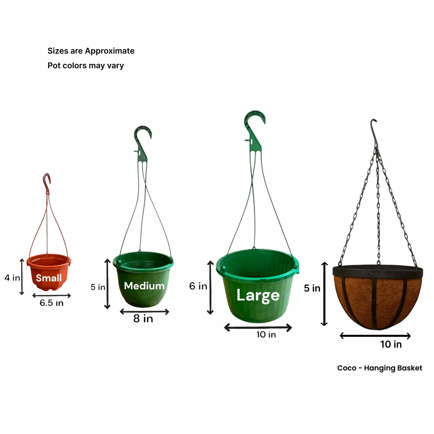 Yellow Arch Angel Hanging Basket (Live Indoor Plants) 3 Yellow Arch Angel Hanging Basket (Live Indoor Plants) - Image 3