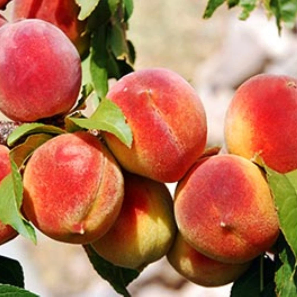 Gulf King Peach 2 Gulf King Peach - Image 2