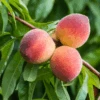 Gulf King Peach