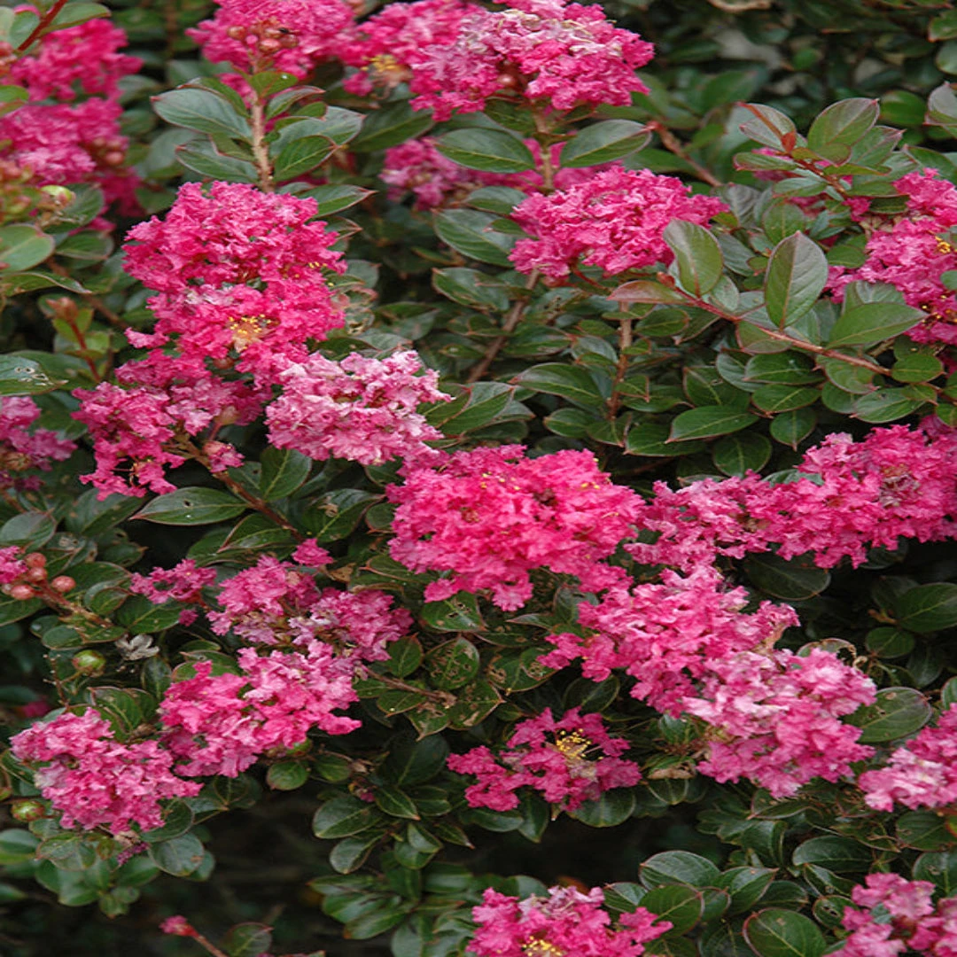 Dwarf Crape Myrtle 7 Dwarf Crape Myrtle - Image 7