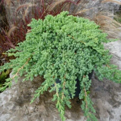 Procumbens Nana Juniper- Great For Bonsai And Christmas Tree
