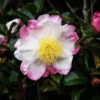 Hana Jiman Camellia
