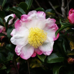 Hana Jiman Camellia