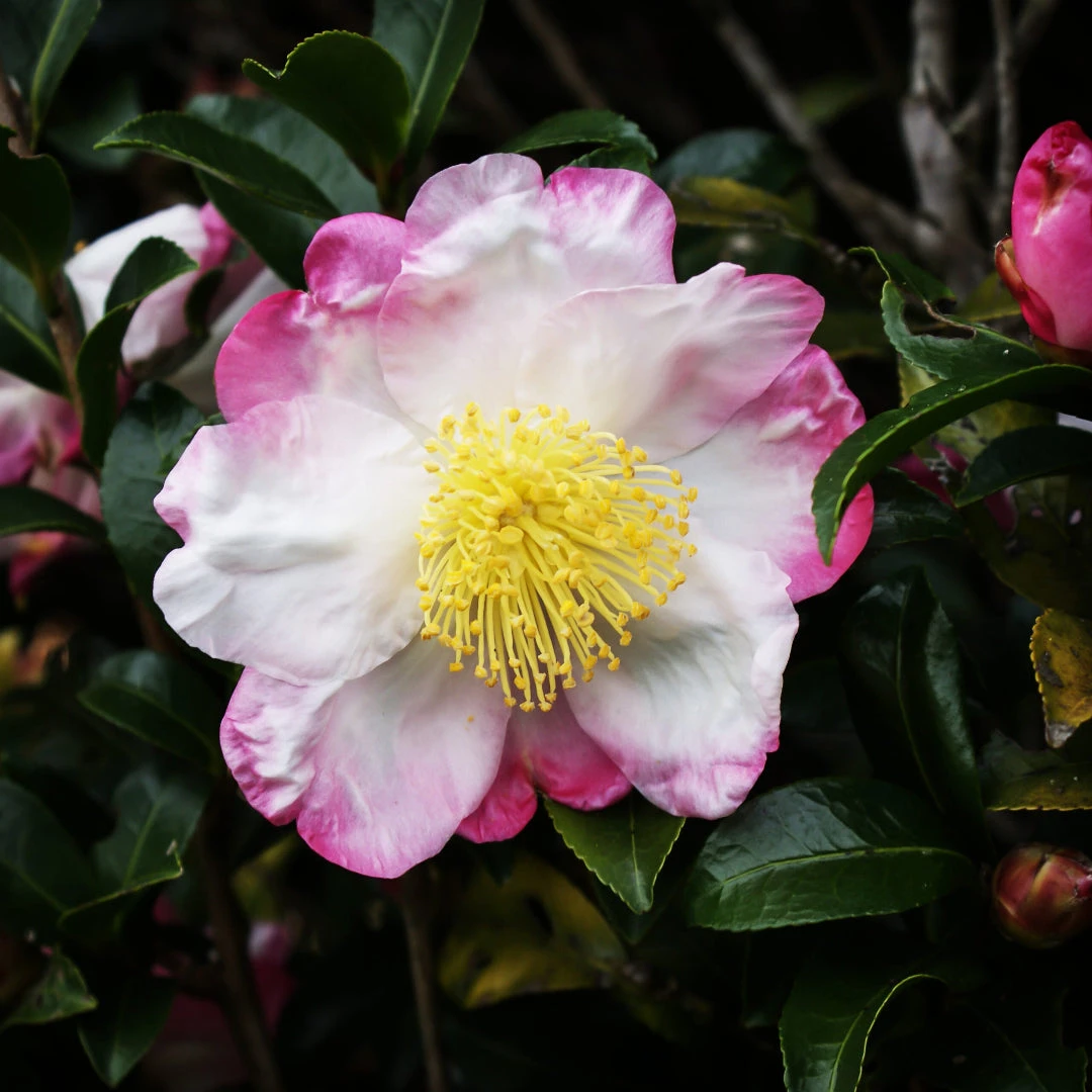 Hana Jiman Camellia 1 Hana Jiman Camellia