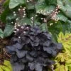 Heuchera 'Little Cutie Coco' Coral Bells