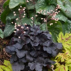 Heuchera 'Little Cutie Coco' Coral Bells