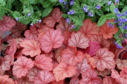 Heuchera 'Georgia Peach' Coral Bells