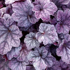 Heuchera 'Sugar Plum' Coral Bells