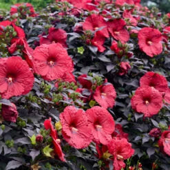 Hibiscus Summerific®'Holy Grail' -[EG] -Pixies Gardens Hibiscus Holy Grail APJ22 2 scaled 1