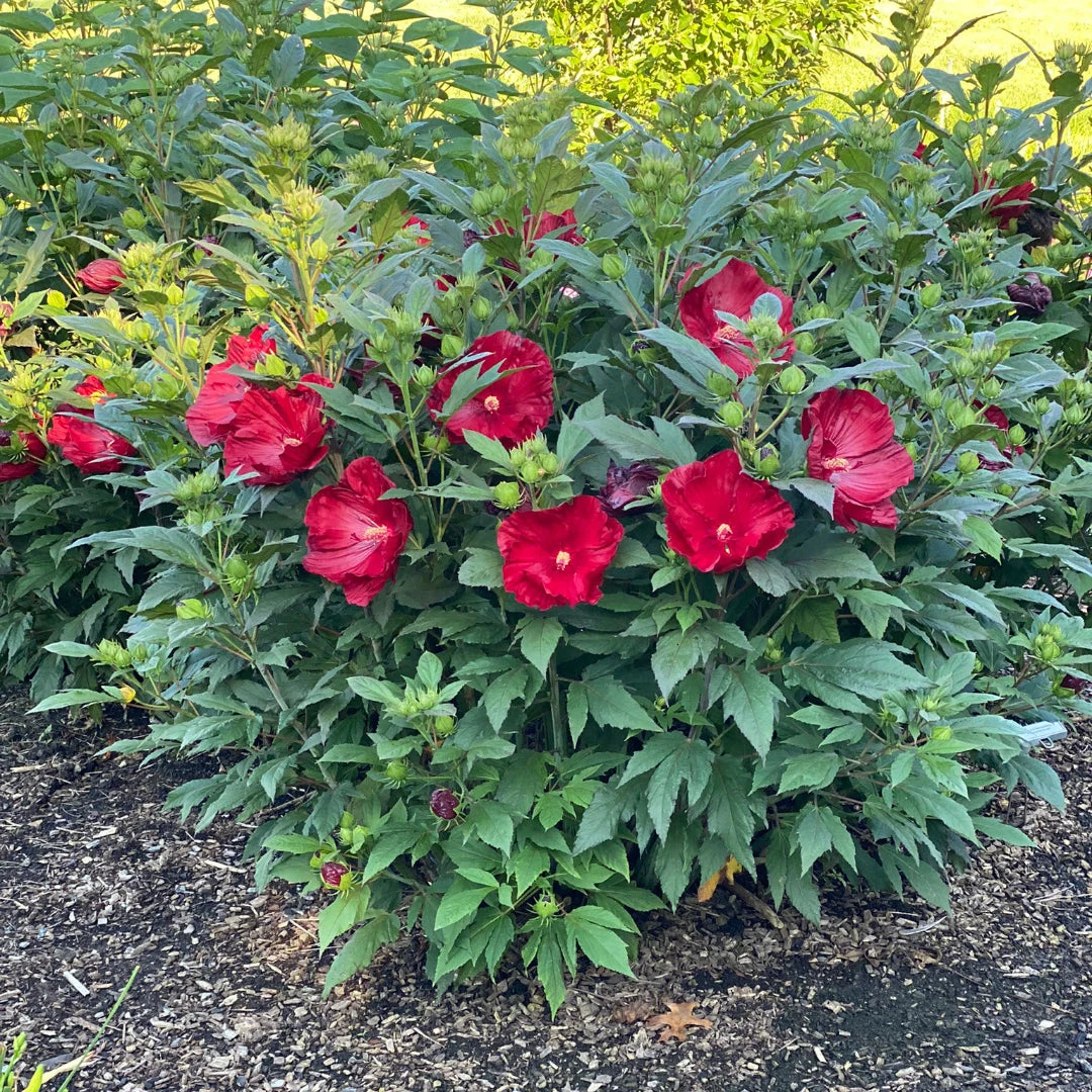 Hibiscus Cranberry Crush 2 Hibiscus Cranberry Crush - Image 2