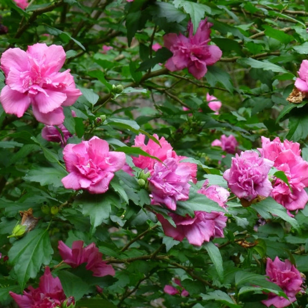 Rosy Red Althea Aka Rose Of Sharon Tree 5 Rosy Red Althea Aka Rose Of Sharon Tree - Image 5