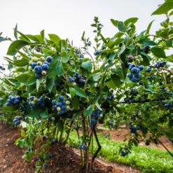Meadowlark Blueberry Bush 11 Meadowlark Blueberry Bush -Pixies Gardens Highbush Meadowlark Blueberry
