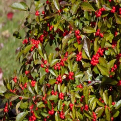 Red Sprite Winterberry -Pixies Gardens Holly Winterberry Red Sprite 1260x945 1