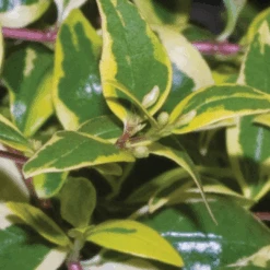 Hopley's Abelia 10 Hopley's Abelia -Pixies Gardens Hopley sAbelia 01 Custom