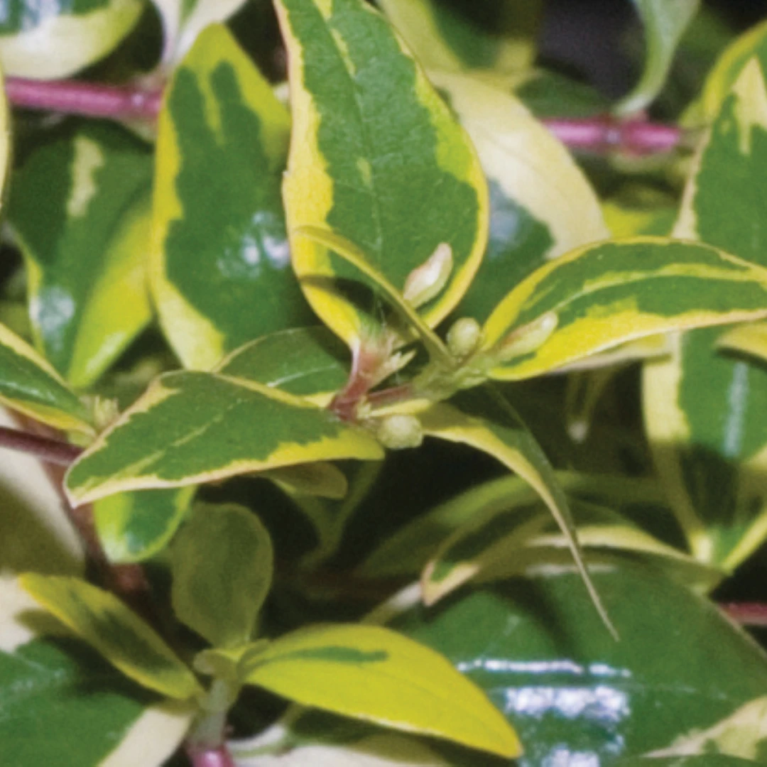 Hopley's Abelia 5 Hopley's Abelia - Image 5