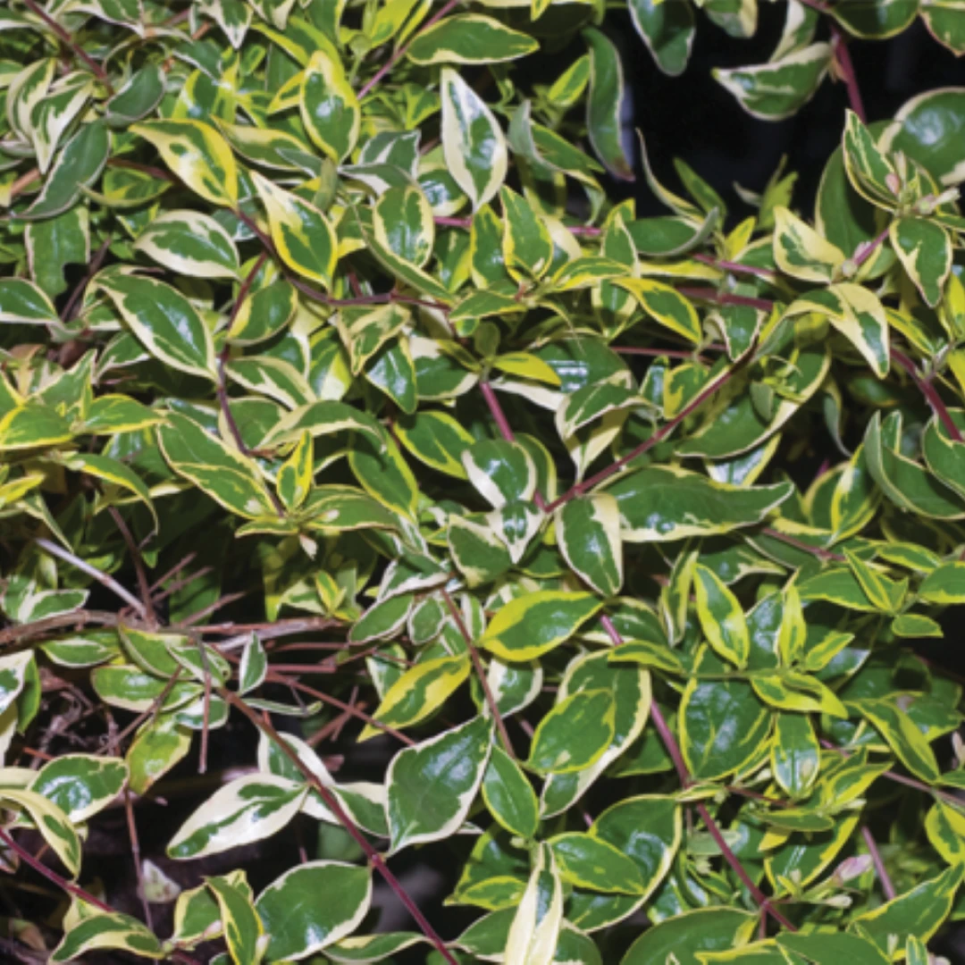 Hopley's Abelia 1 Hopley's Abelia