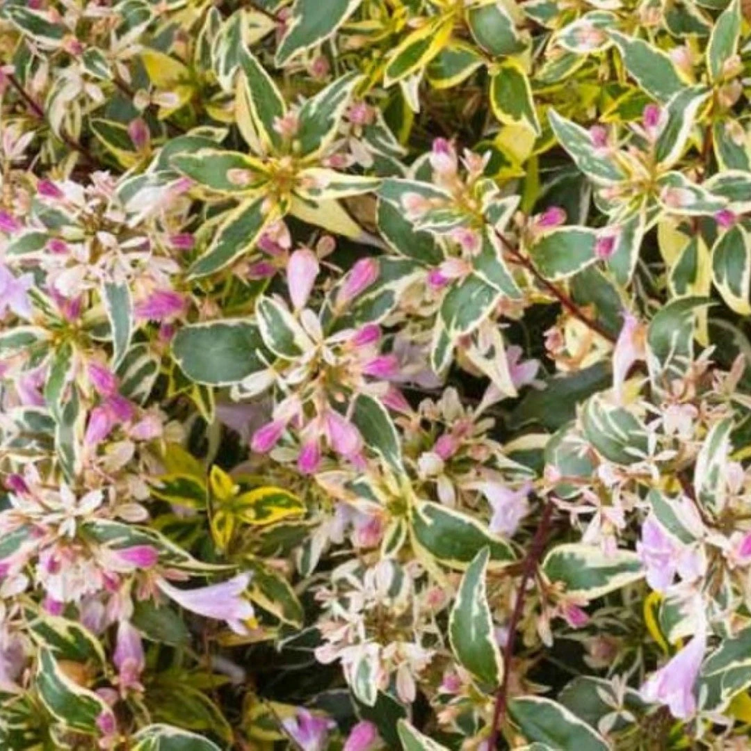 Hopley's Abelia 2 Hopley's Abelia - Image 2