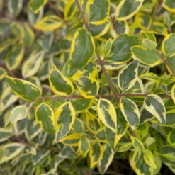 Hopley's Abelia 9 Hopley's Abelia -Pixies Gardens Hopley sAbelia 05 Custom