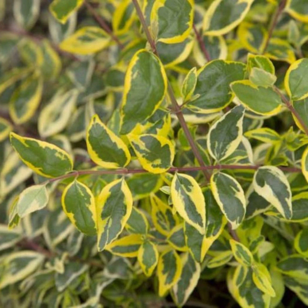 Hopley's Abelia 4 Hopley's Abelia - Image 4