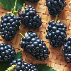 Prime Ark Horizon Blackberry