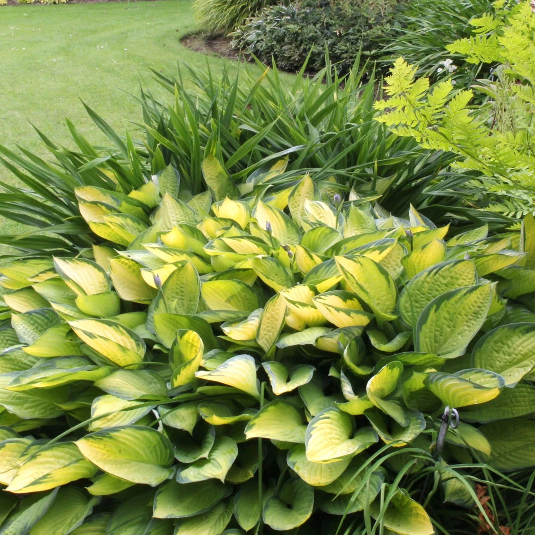 Hosta 'Gold Standard' 2 Hosta 'Gold Standard' - Image 2