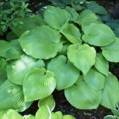 Sum And Substance Hosta - [EG] -Pixies Gardens Hosta SumandSubstance 01 Custom